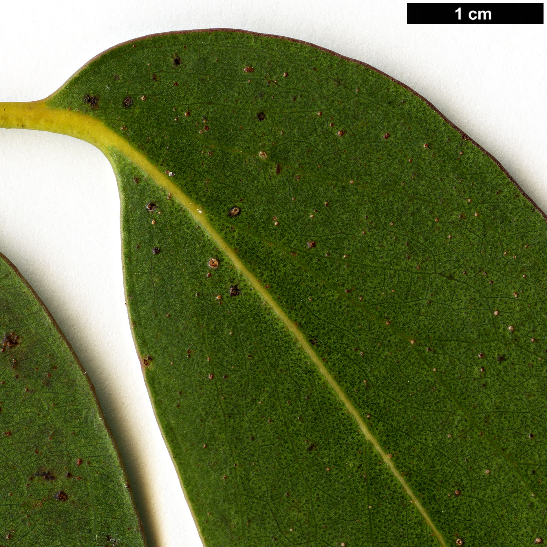 High resolution image: Family: Myrtaceae - Genus: Eucalyptus - Taxon: delegatensis - SpeciesSub: subsp. tasmaniensis